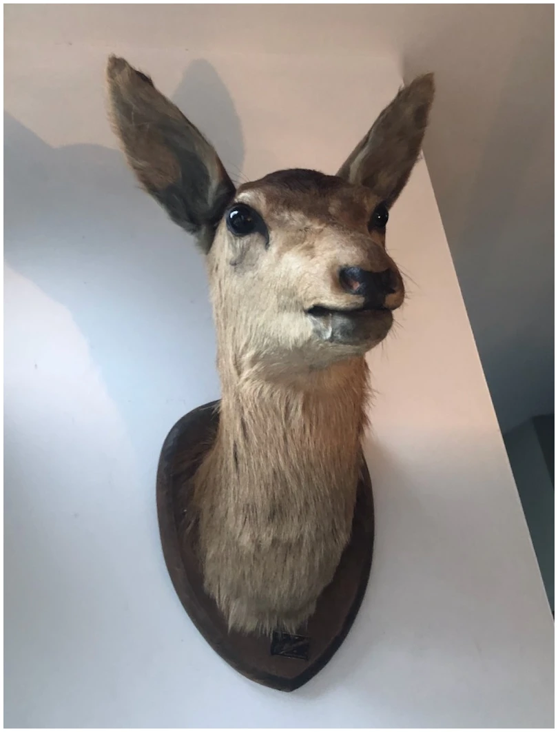 REEBOK OPGEZET - Afbeelding 4