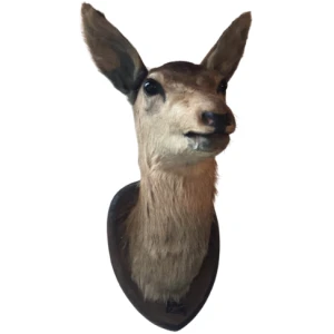 Toevoegen aan favorieten