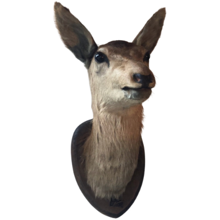 opgezette ree
