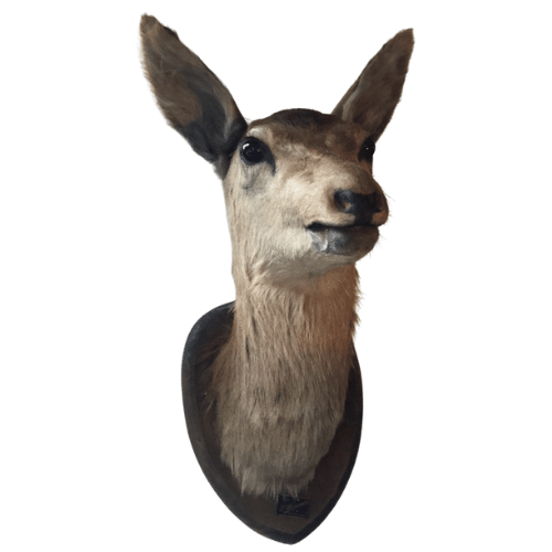 opgezette ree